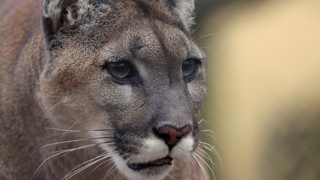 ‘Aggressive cougar’ closes Vancouver Island hiking trail [Video]