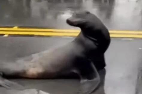 Watch: Rescuers searching for sea lion that repeatedly wandered onto highway [Video]