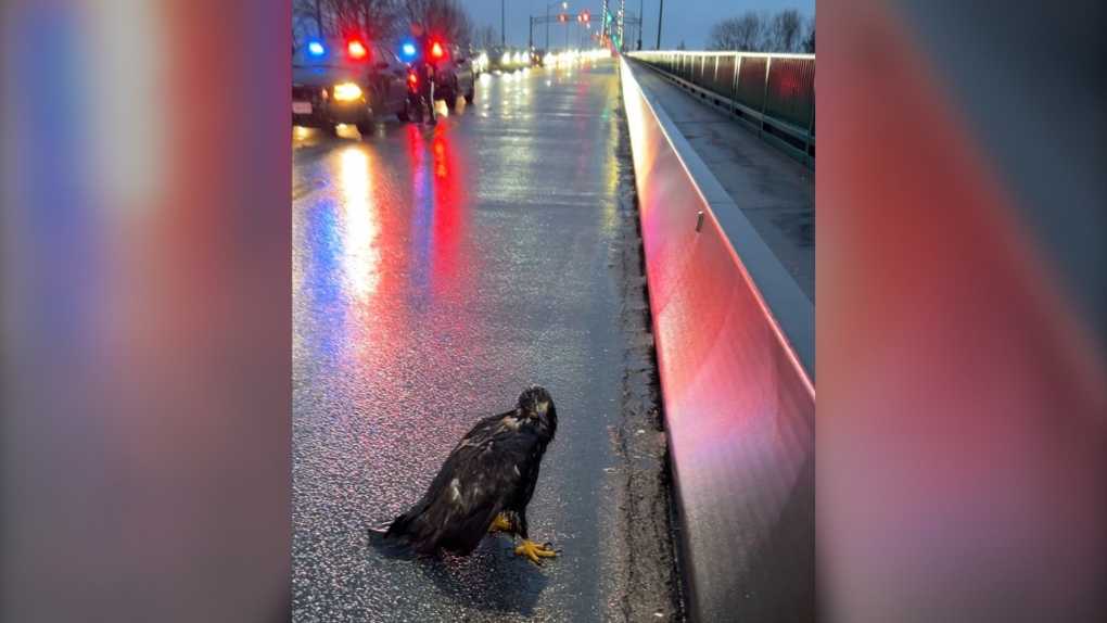 Injured eagle rescued off Lions Gate Bridge [Video]