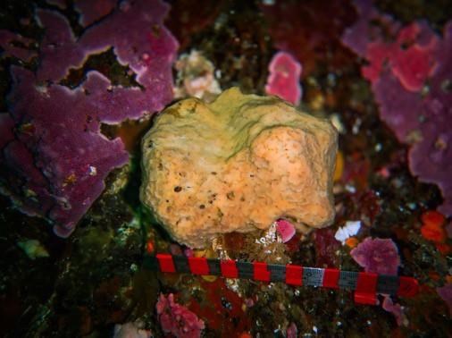 What a sneezing sea sponge named Belinda can tell us about B.C.s oceans [Video]