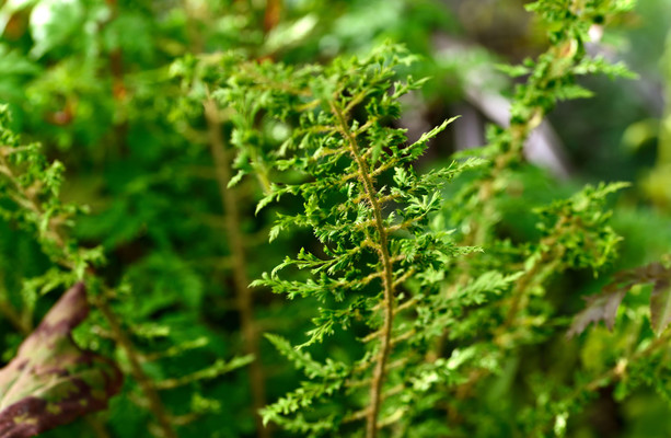 Can native woodland flourish without farmers? They also deserve a just transition [Video]