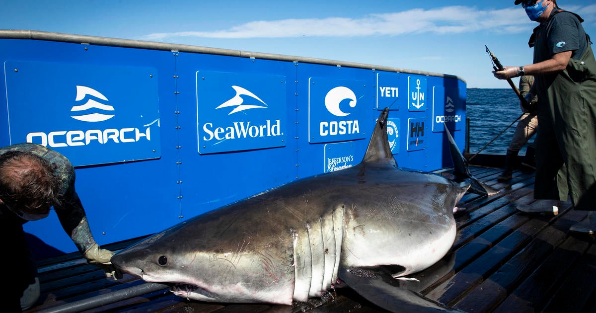 Massive great white shark Breton, known for viral self-portrait, pings again off Florida coast [Video]