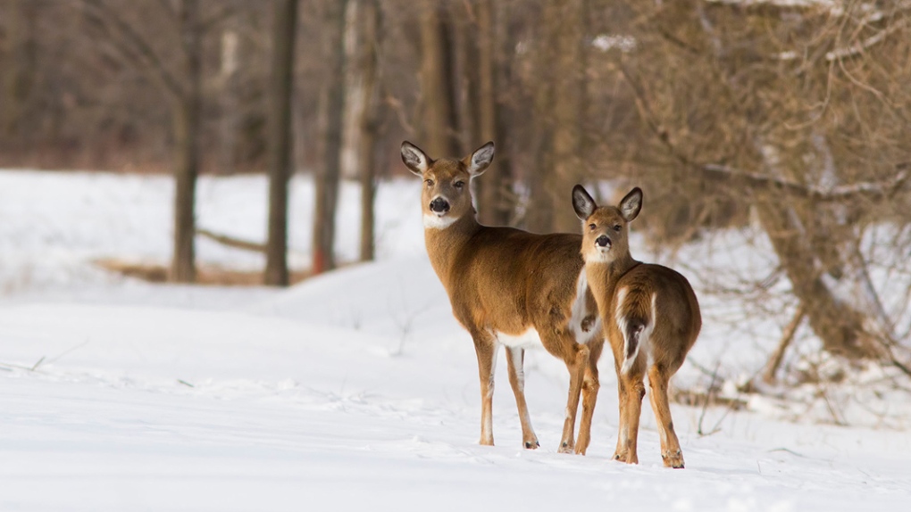 Saskatchewan residents fined for illegal hunting activity [Video]