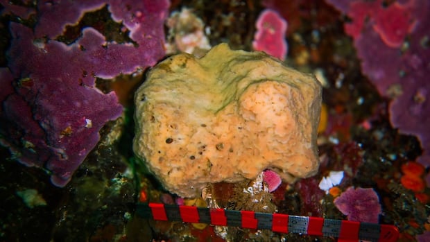 Belinda the surprisingly busy sea sponge takes a whole day to sneeze [Video]