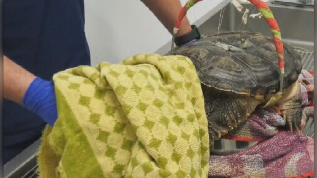 Wildlife Haven Rehabilitation Centre using ‘shell-evator’ to help save turtle [Video]