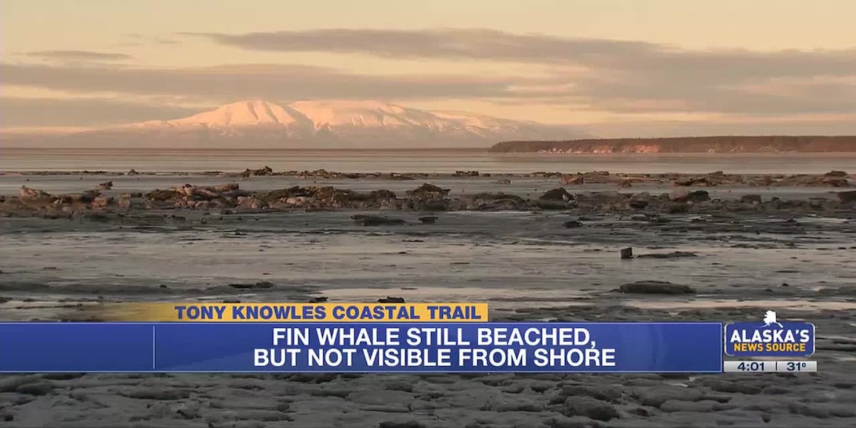 Fin whale is going… going… but not quite gone [Video]