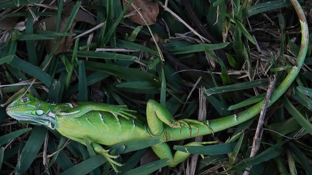 Florida iguanas fall from trees when temperatures turn cold [Video]