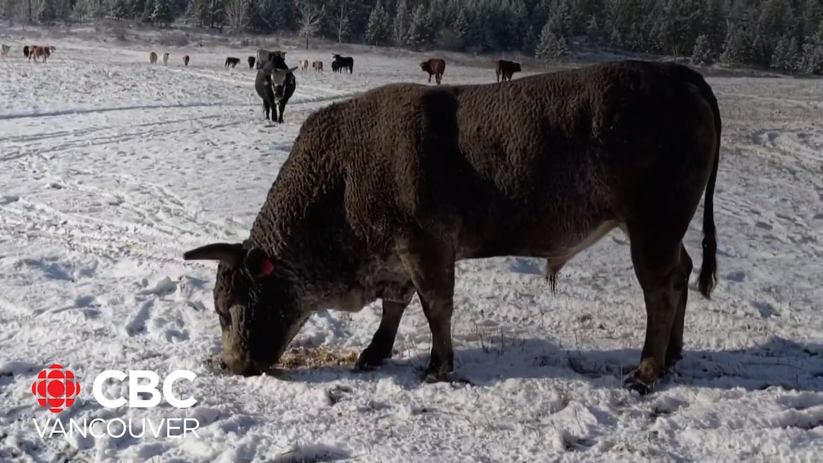 Black Pines bull named ‘Best Bucking Bull of The Year’ [Video]