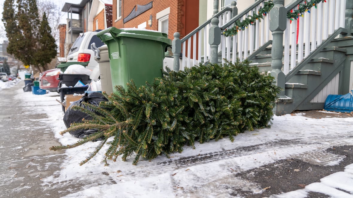 What to do with your discarded Christmas tree [Video]