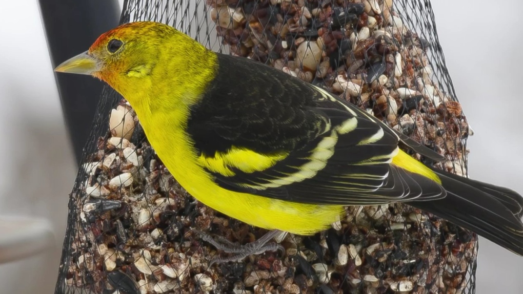 Rare Western Tanager draws birders to Lachine [Video]