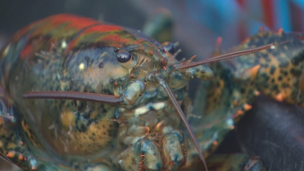 Are microplastics ending up in Atlantic lobster? This researcher hopes to find out [Video]