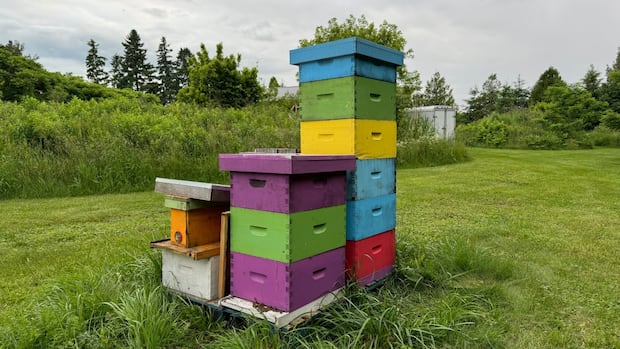 The number of beekeepers are on the rise in Canada but honey production levels sting [Video]