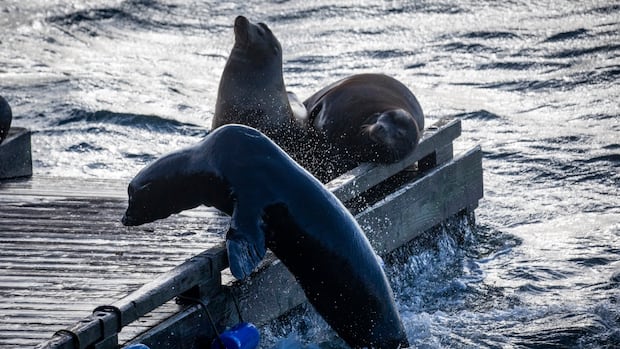 Barking sea lions on Bowen Island are music to the ears of this conservationist [Video]