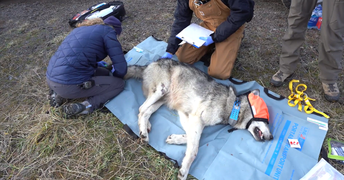 Colorado starts operation to capture Canadian wolves | News [Video]