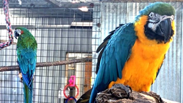 Merlin the macaw spreading his wings at new home in Ontario [Video]