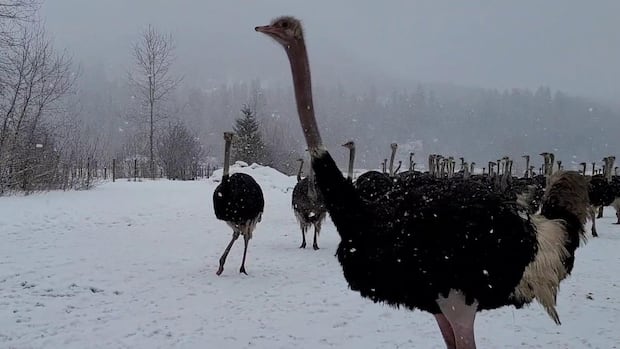 This ostrich farm survived wildfires. Now, avian flu means 400 birds need to be culled [Video]