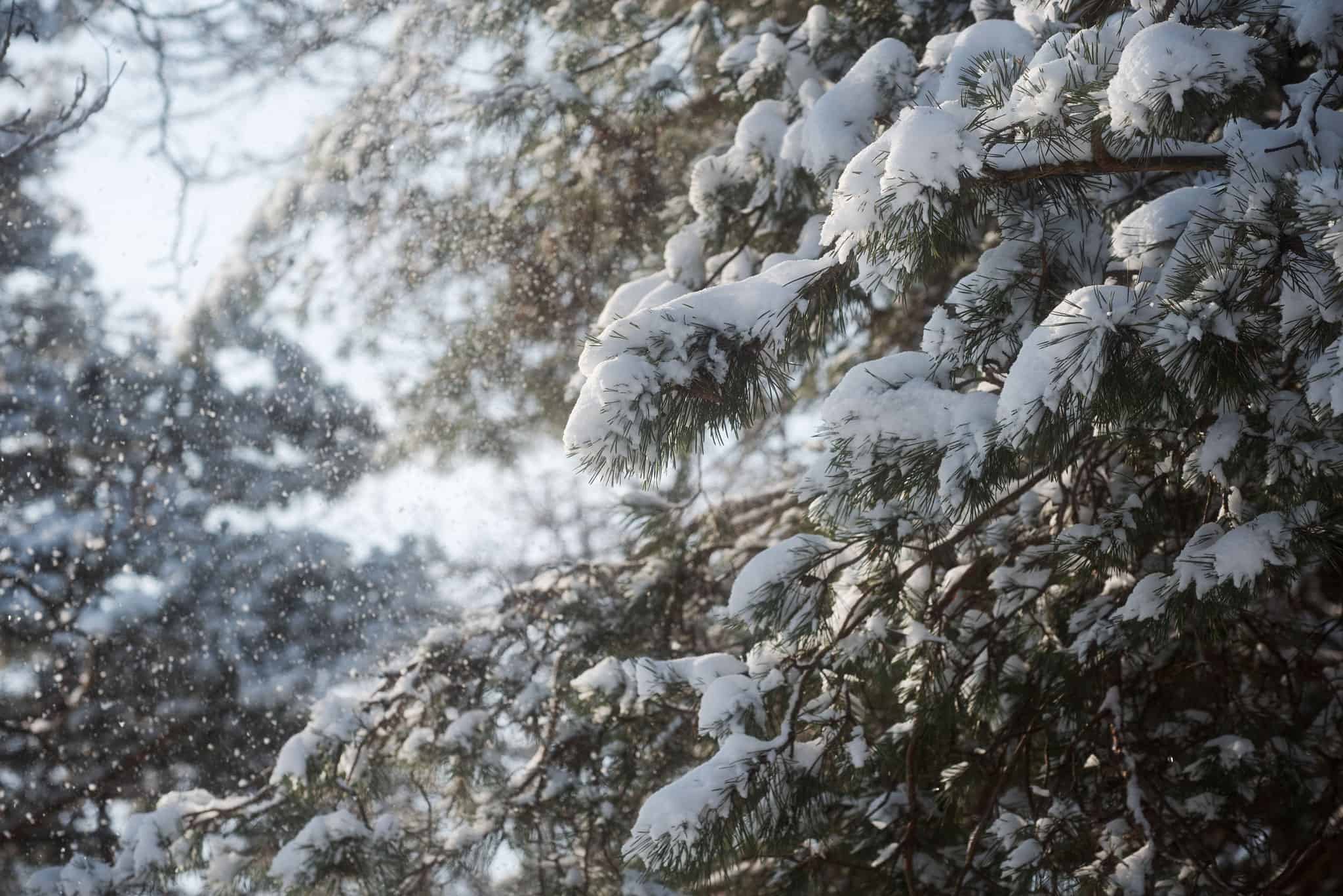 Up to 40 cm of snow expected in parts of southern Ontario [Video]