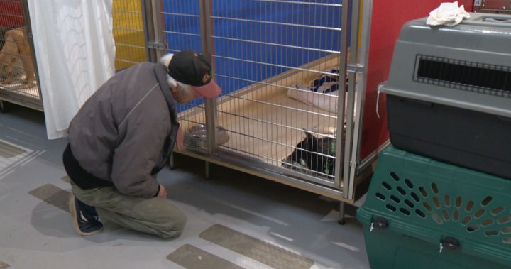 Calgary shelters hope to find new homes for surrendered animals [Video]