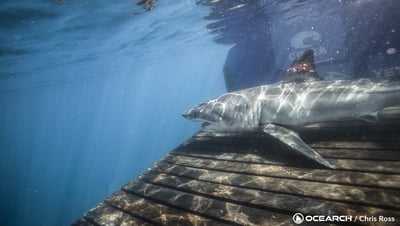 Great white shark detected in Gulf of Mexico [Video]