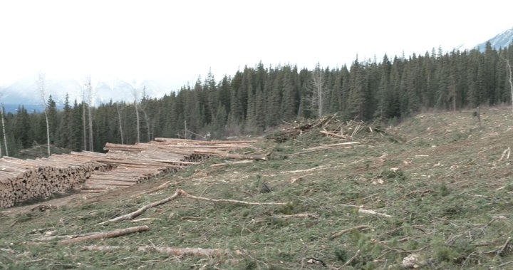 Aging and vulnerable forests ignite plans for new fireguards in Alberta [Video]