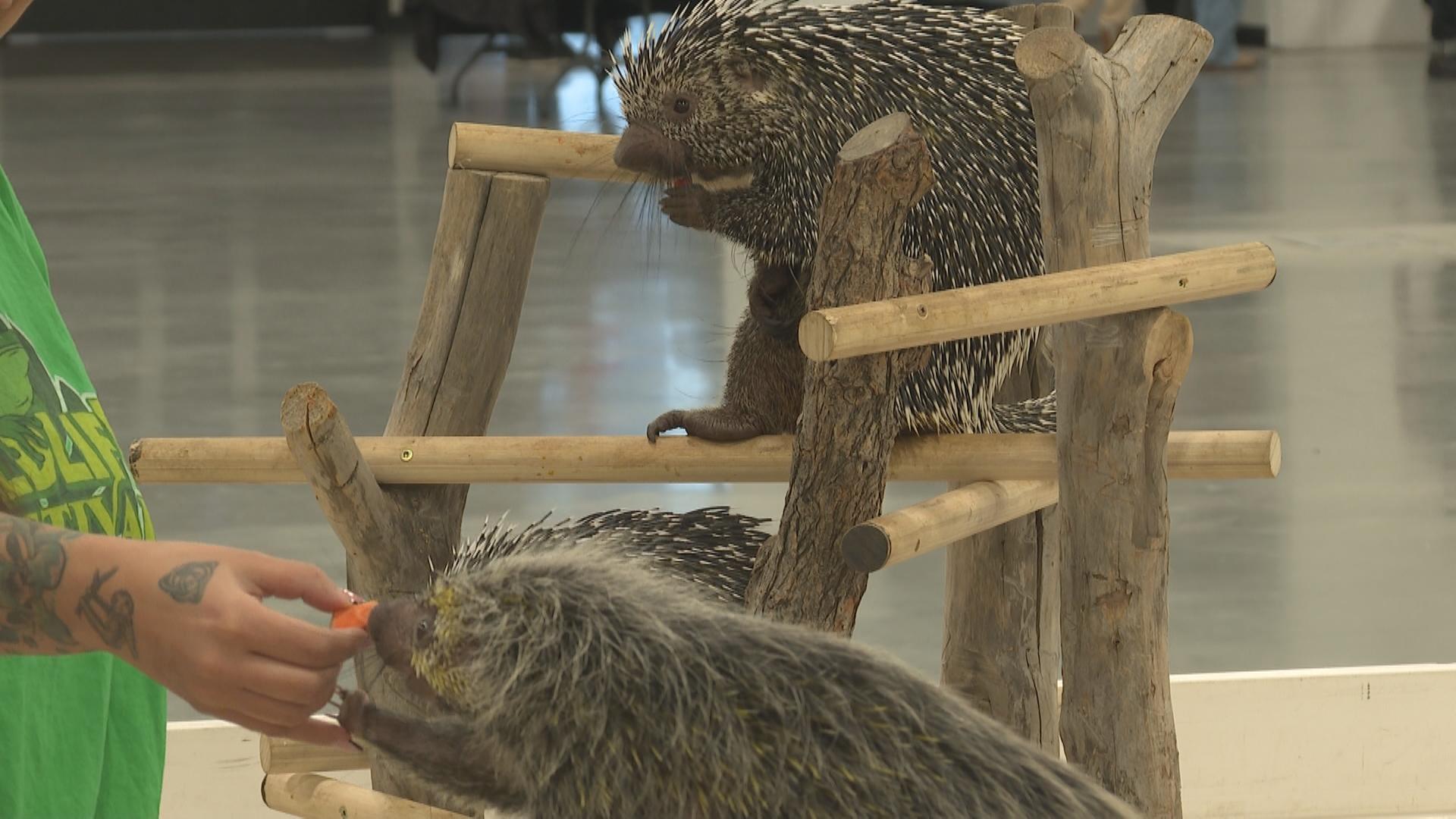 The Wildlife Festival comes to Lethbridge – Lethbridge [Video]