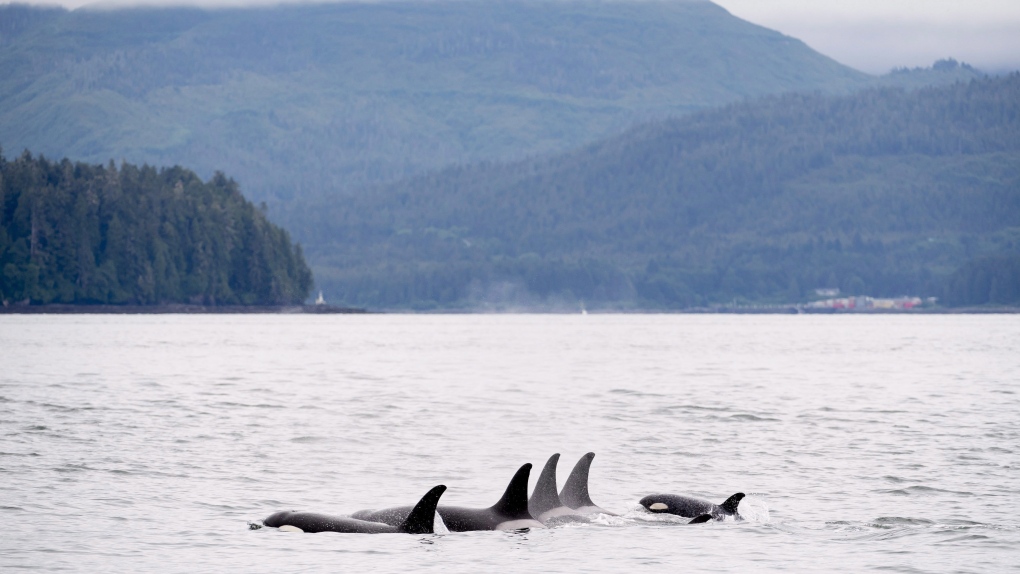 B.C. environmentalists’ challenge of port expansion dismissed [Video]