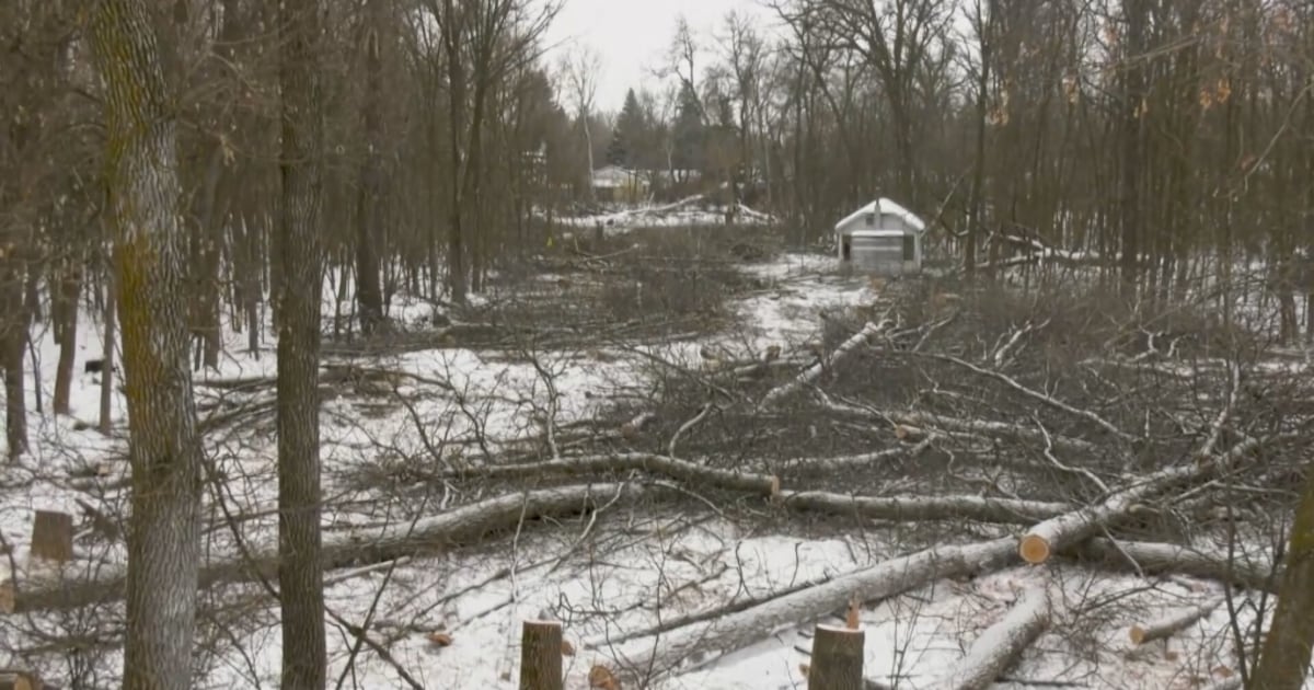 Winnipeg looking at acquiring Lemay Forest [Video]