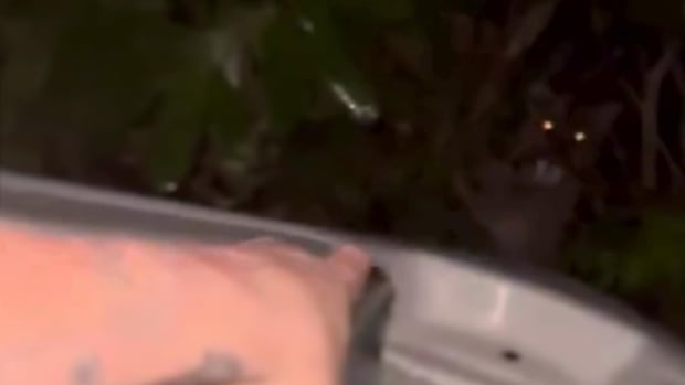 Hot tub hangout crashed by wild cougar [Video]