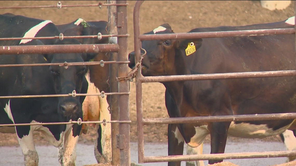 Idaho dairies rebound from bird flu outbreak [Video]