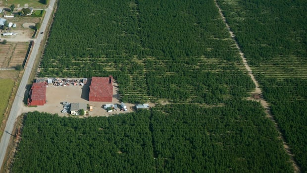 As fruit buds swell, B.C. farmers hit by 2024 deep freeze hope for better harvest [Video]