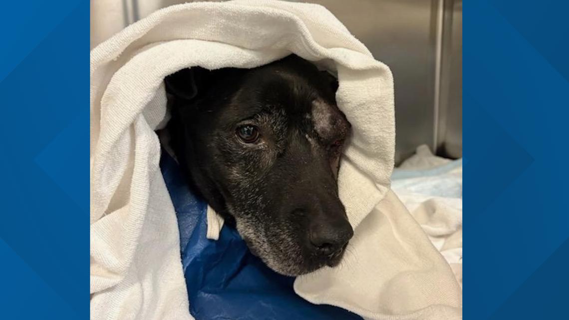 Labrador found with gunshot wound by Ames Animal Control expected to receive surgery [Video]