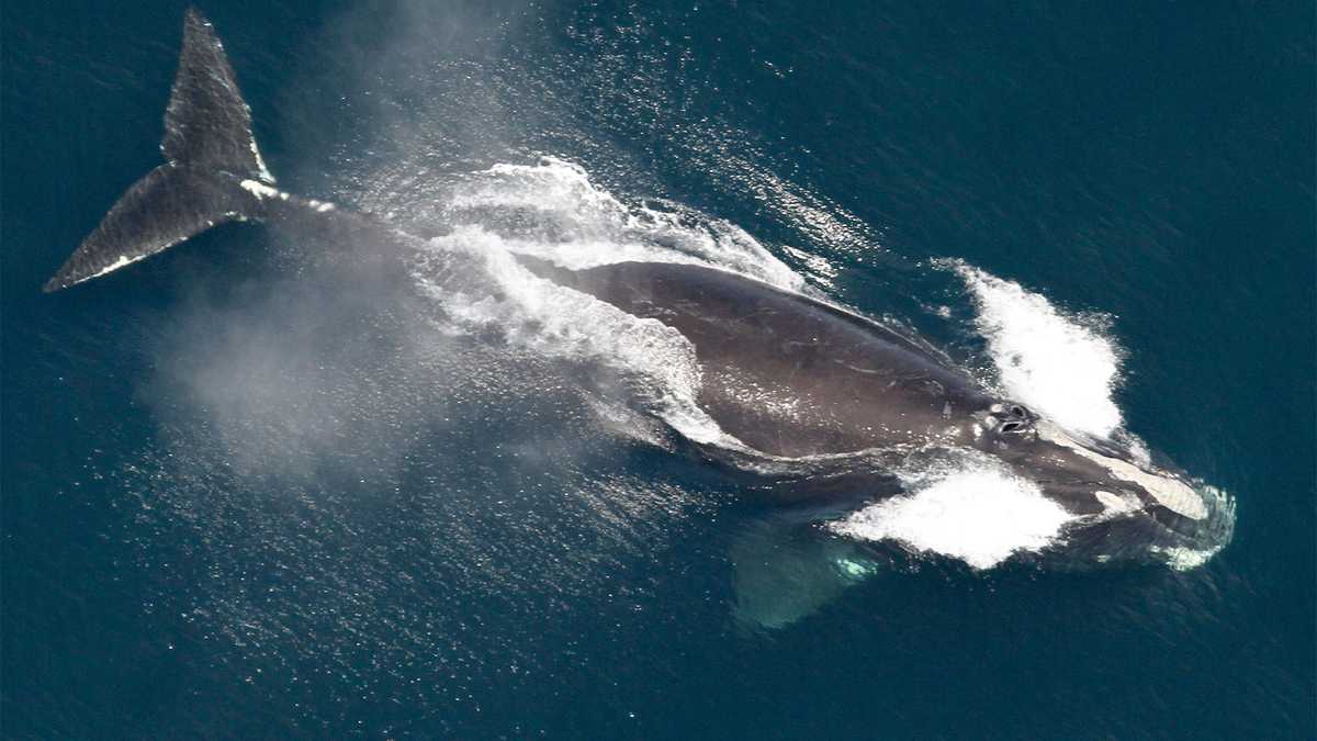 Feds withdraw rules to save endangered whales from collisions [Video]