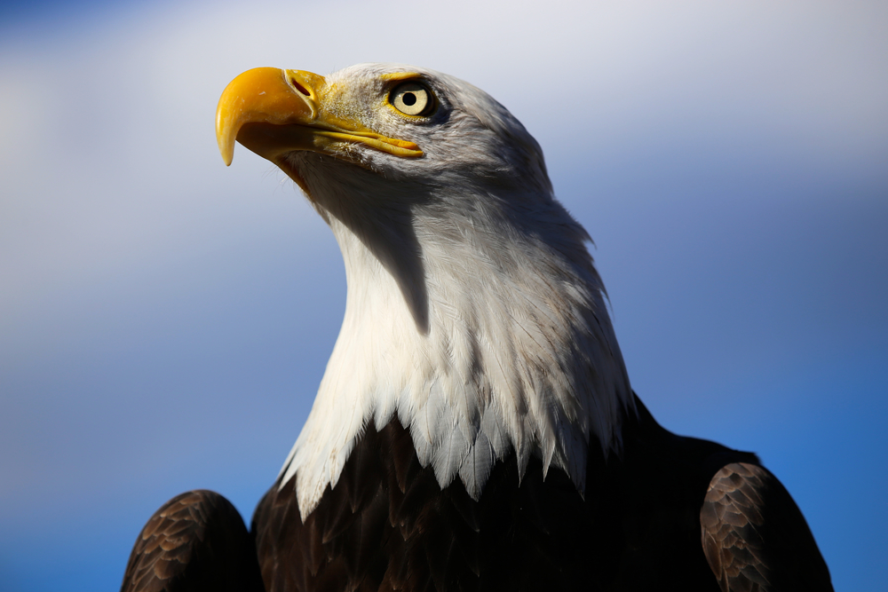 Ontario brothers capture incredible photo after bravely rescuing bald eagle [Video]