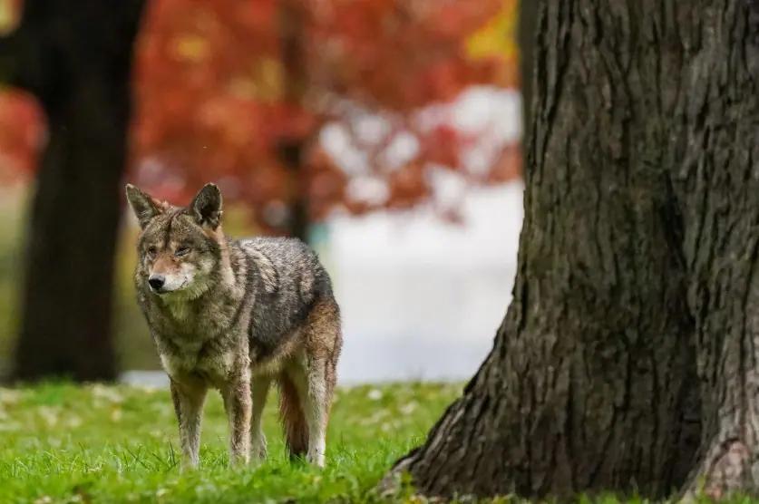 Toronto conserving rabies vaccine supply due to provincial shortage [Video]