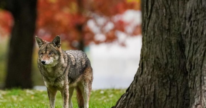 Toronto conserving rabies vaccines, citing shortage in Ontario [Video]