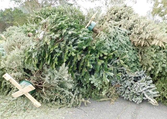 Old Christmas trees giving new life to endangered species in Whitby [Video]