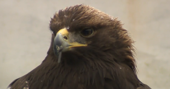 Spread his wings: Distressed golden eagle brought back to life in Nova Scotia – Halifax [Video]