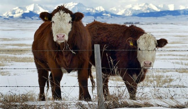 Alberta industries, beef producers bracing for impact of potential U.S. tariffs [Video]