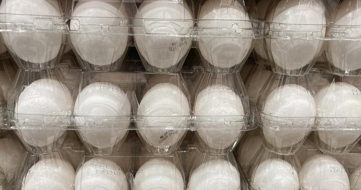 Recall issued for batches of eggs from 6 Canadian brands [Video]