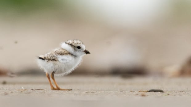 Plovers in a dangerous time: Endangered bird may be making a comeback on N.B. shores [Video]