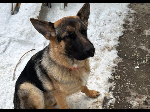 Caring for Your Pets During the Extreme Cold in Canada [Video]