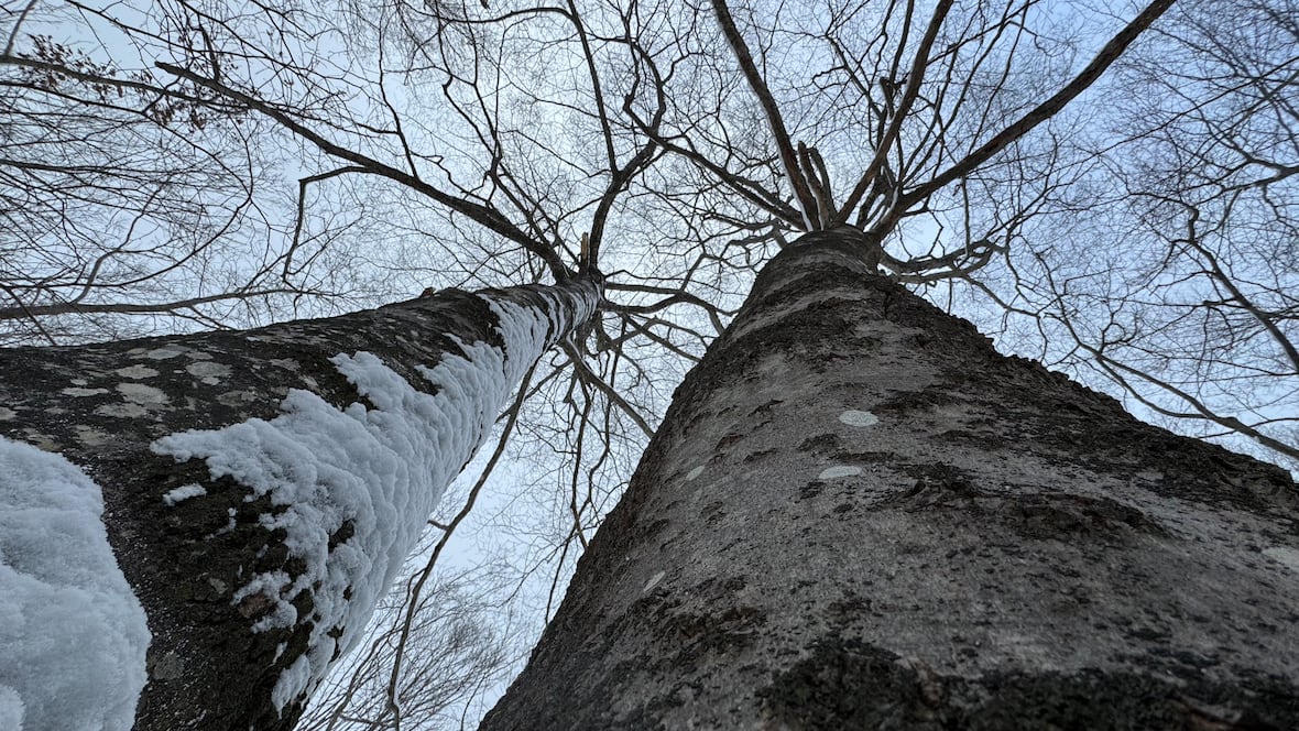 How scientists in Atlantic Canada are working to keep forests healthy [Video]