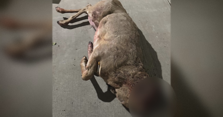 Headless deer dumped in Calgary prompts Fish and Wildlife poaching investigation [Video]