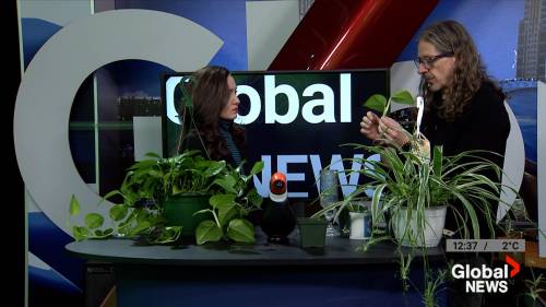 How to multiply your houseplants [Video]