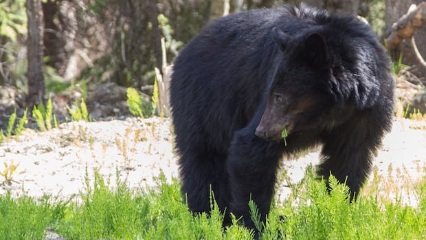 B.C. conservation officers killed fewer black bears in 2024 but say they aren’t sure why [Video]