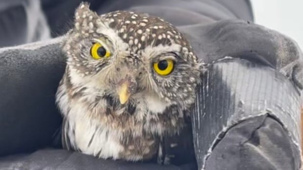 B.C. photographer saves owl after seeing it hit by a car while he was taking its picture [Video]