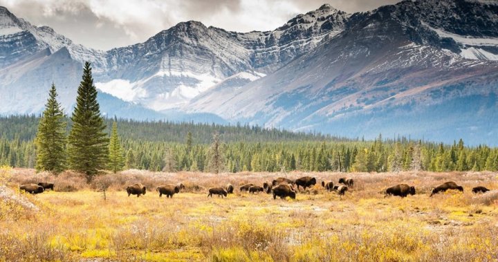 3 bison harvested in Indigenous-led ceremonial hunt in Banff National Park [Video]