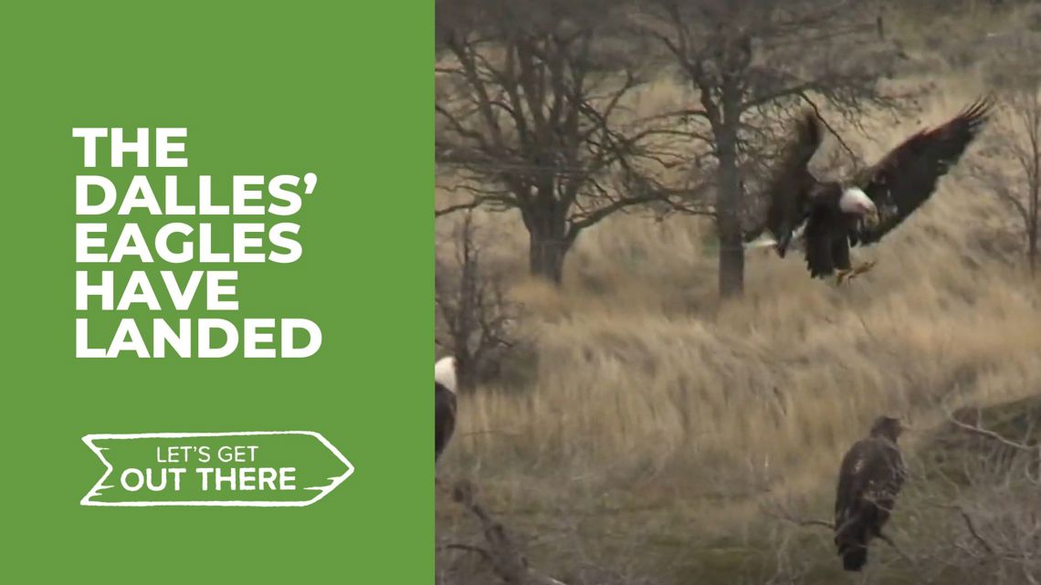 Eagles gather at the Dalles Dam for Eagle Watch this weekend [Video]