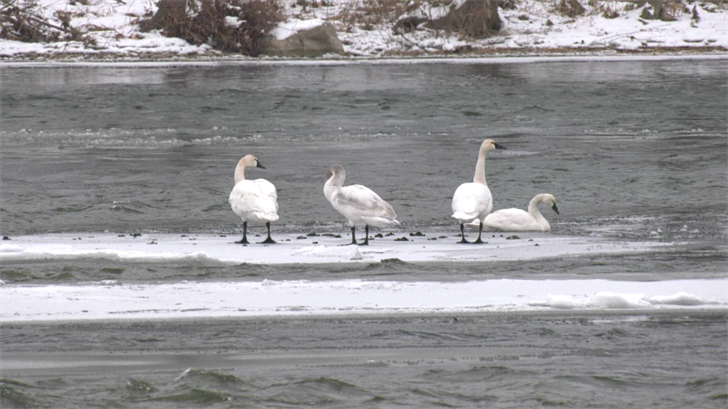 Rare Trumpeter Swans Spotted in Warren County - Erie News Now [Video]