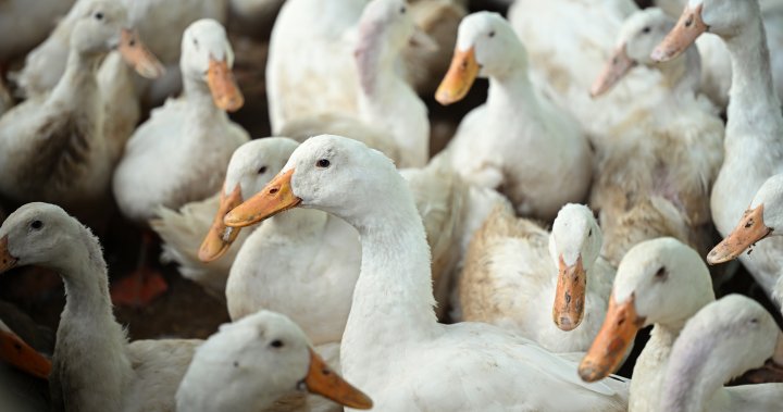 1st U.S. case of H5N9 bird flu reported on California duck farm – National [Video]